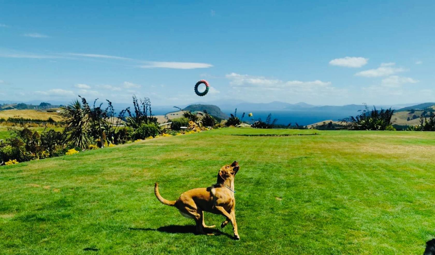 Hilltop Whakaipo Estate 陶波 外观 照片