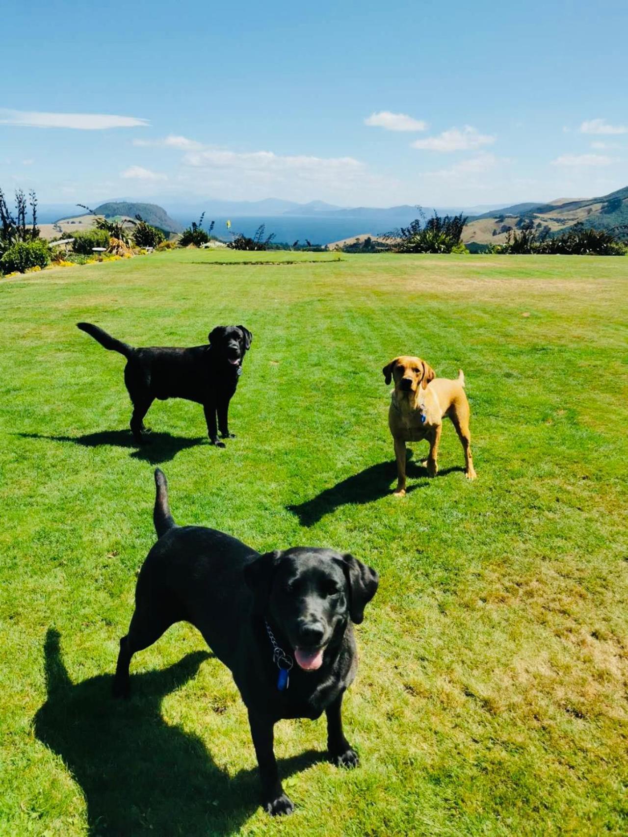 Hilltop Whakaipo Estate 陶波 外观 照片